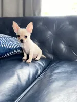 Jimmy, a male Chihuahua for sale in Smithfield, NC – Photo 3 of 6