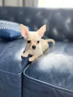 Jimmy, a male Chihuahua for sale in Smithfield, NC – Photo 5 of 6