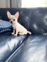 Jimmy, a male Chihuahua for sale in Smithfield, NC – Photo 4 of 6