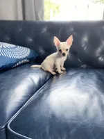 Jimmy, a male Chihuahua for sale in Smithfield, NC – Photo 6 of 6