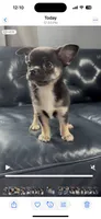 Patrick, a male Chihuahua for sale in Smithfield, NC – 3 of 5