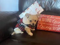 Shane, a male Chihuahua for sale in Smithfield, NC – Photo 2 of 3