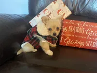 Shane, a male Chihuahua for sale in Smithfield, NC – Photo 3 of 3