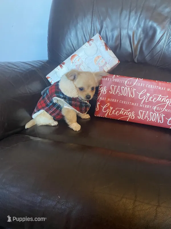 Shane, a male Chihuahua for sale in Smithfield, NC – Photo 1 of 3