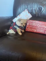 Shane, a male Chihuahua for sale in Smithfield, NC – Photo 1 of 3