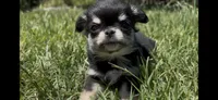 Toto, a male Chihuahua for sale in Smithfield, NC – 3 of 5