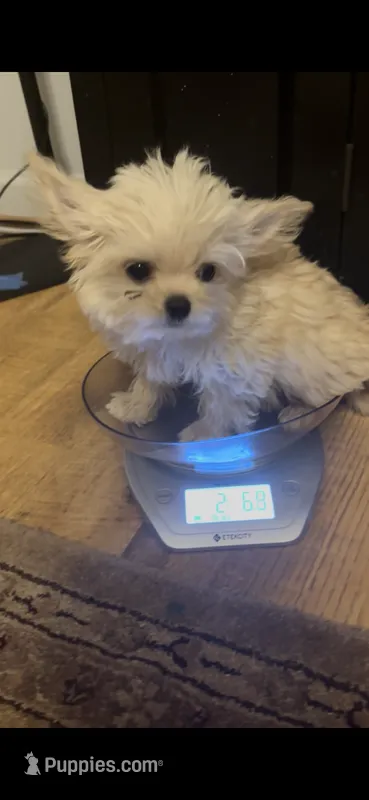 Mason – Chihuahua, Yorkshire Terrier puppy for sale in Smithfield, NC