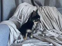 Charlie, a male Chihuahua for sale in Smithfield, NC – Photo 2 of 2