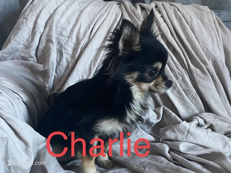 Charlie, a male Chihuahua for sale in Smithfield, NC – Photo 1 of 2