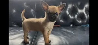 Pammy, a female Chihuahua for sale in Smithfield, NC – 9 of 9