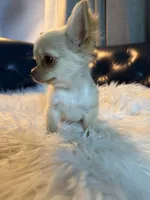 Tate, a male Chihuahua for sale in Smithfield, NC – 10 of 10