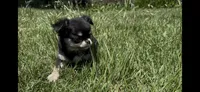 Toto, a male Chihuahua for sale in Smithfield, NC – 2 of 5
