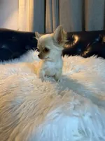 Tate, a male Chihuahua for sale in Smithfield, NC – 8 of 10