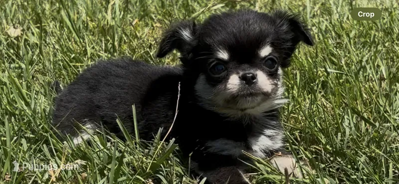 Toto – Chihuahua puppy for sale in Smithfield, NC
