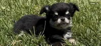 Toto, a male Chihuahua for sale in Smithfield, NC – 1 of 5