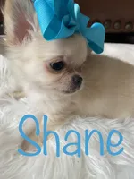 Shane, a male Chihuahua for sale in Smithfield, NC – Photo 2 of 6