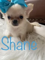 Shane, a male Chihuahua for sale in Smithfield, NC – Photo 5 of 6