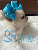 Shane, a male Chihuahua for sale in Smithfield, NC – Photo 3 of 6