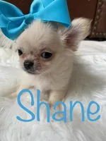 Shane, a male Chihuahua for sale in Smithfield, NC – Photo 4 of 6
