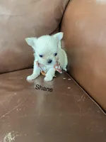 Shane, a male Chihuahua for sale in Smithfield, NC – Photo 6 of 6