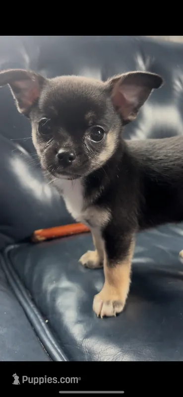 Patrick – Chihuahua puppy for sale in Smithfield, NC
