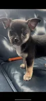 Patrick, a male Chihuahua for sale in Smithfield, NC – 1 of 5