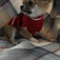 AKC Henry- full or pet, a male Chihuahua for sale in Smithfield, NC – Photo 4 of 6