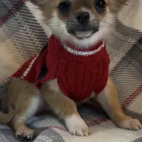 AKC Henry- full or pet, a male Chihuahua for sale in Smithfield, NC – Photo 6 of 6