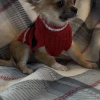 AKC Henry- full or pet, a male Chihuahua for sale in Smithfield, NC – Photo 3 of 6