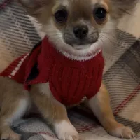 AKC Henry- full or pet, a male Chihuahua for sale in Smithfield, NC – Photo 1 of 6