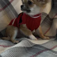 AKC Henry- full or pet, a male Chihuahua for sale in Smithfield, NC – Photo 2 of 6