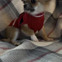 AKC Henry- full or pet, a male Chihuahua for sale in Smithfield, NC – Photo 5 of 6