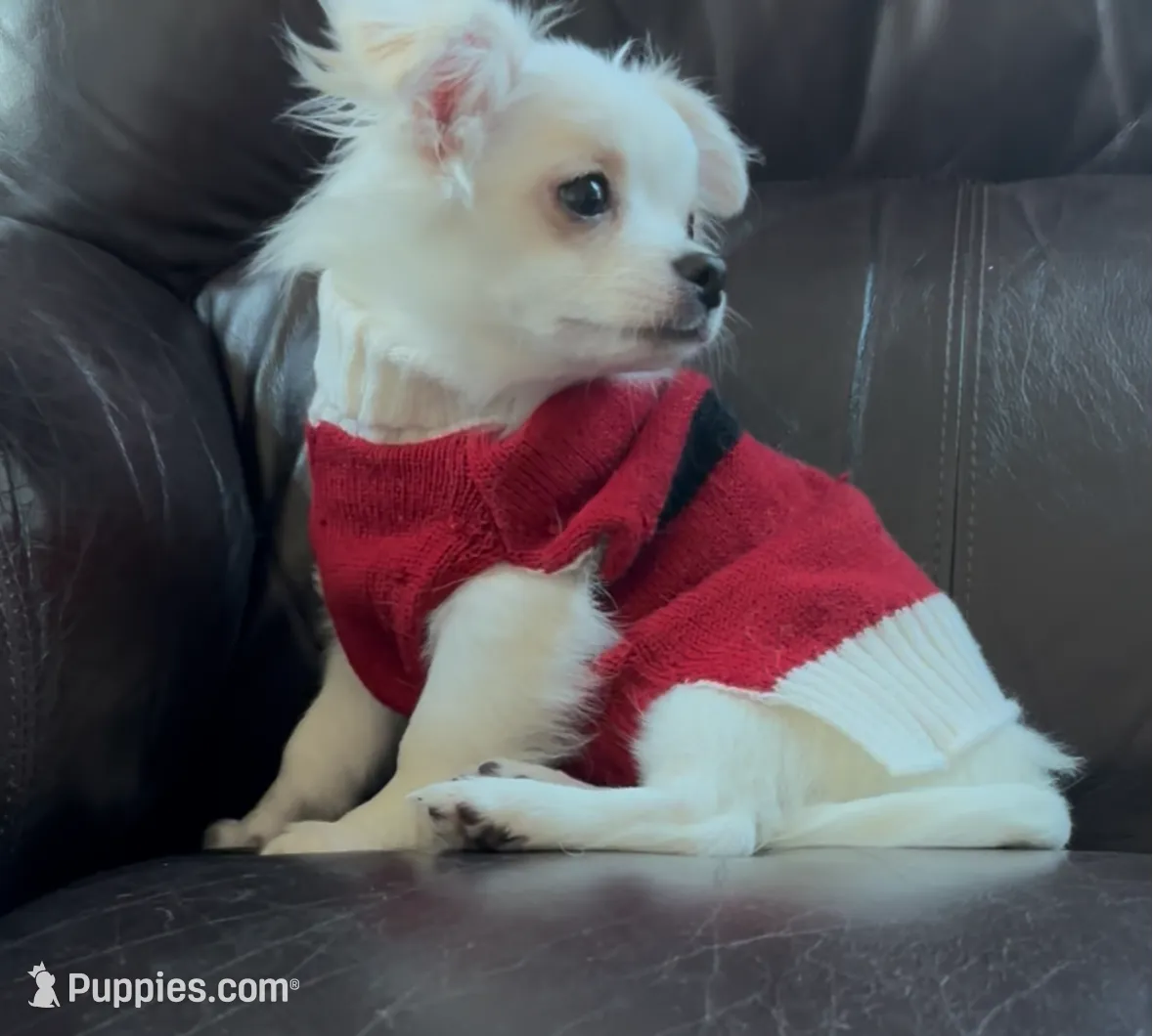 Ashton, a male Chihuahua for sale in Smithfield, NC – Photo 2 of 5