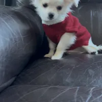 Ashton, a male Chihuahua for sale in Smithfield, NC – Photo 1 of 5