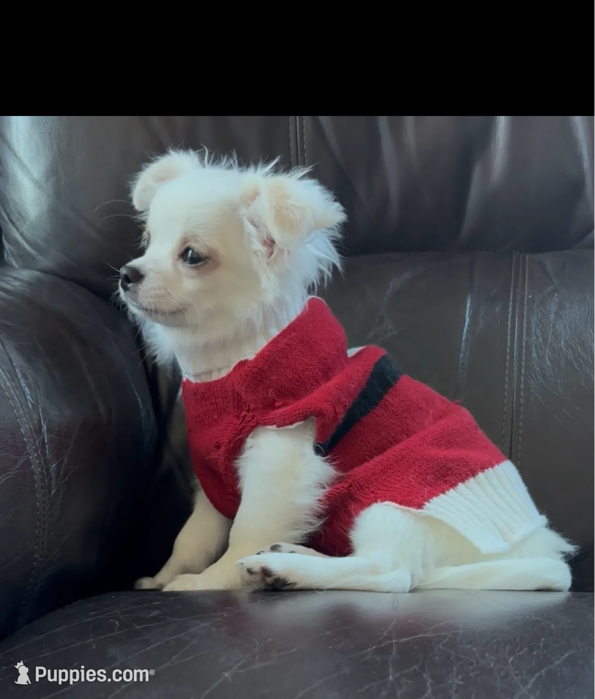 Ashton, a male Chihuahua for sale in Smithfield, NC – Photo 5 of 5