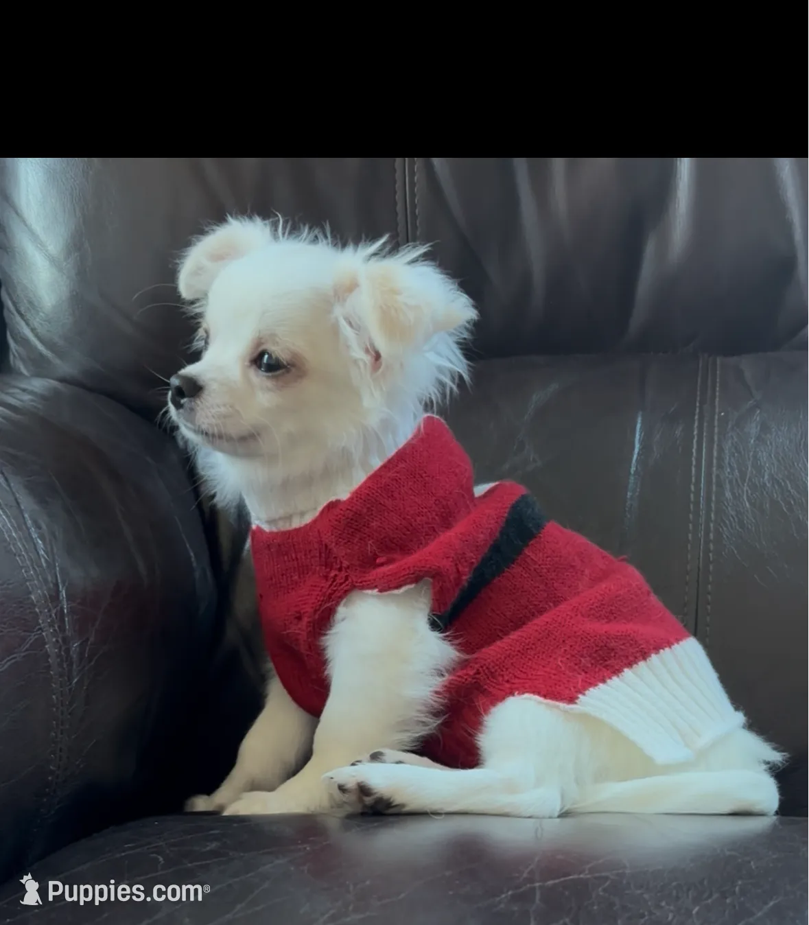 Ashton, a male Chihuahua for sale in Smithfield, NC – Photo 4 of 5