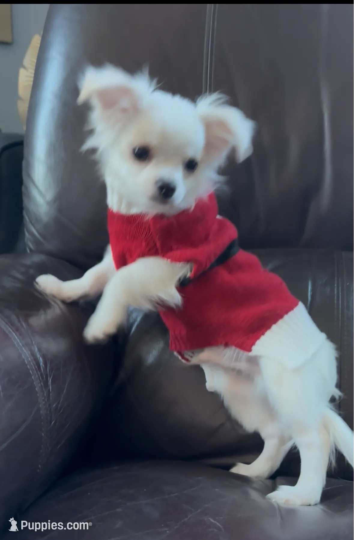 Ashton, a male Chihuahua for sale in Smithfield, NC – Photo 3 of 5