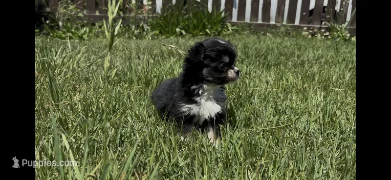 Chip – Chihuahua puppy for sale in Smithfield, NC
