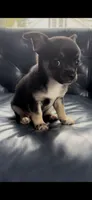 Patrick, a male Chihuahua for sale in Smithfield, NC – 4 of 5