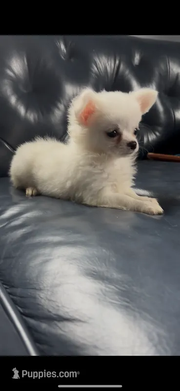Anna – Chihuahua puppy for sale in Smithfield, NC