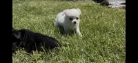Anna, a female Chihuahua for sale in Smithfield, NC – 2 of 2