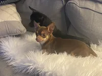 Peanut, a male Chihuahua for sale in Smithfield, NC – Photo 3 of 4