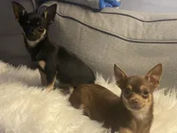 Peanut, a male Chihuahua for sale in Smithfield, NC – Photo 4 of 4