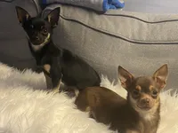 Peanut, a male Chihuahua for sale in Smithfield, NC – Photo 2 of 4