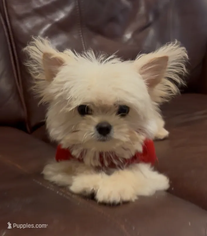 Mason – Chihuahua, Yorkshire Terrier puppy for sale in Smithfield, NC