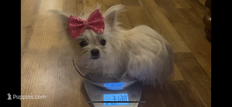Foxy – Chihuahua, Yorkshire Terrier puppy for sale in Smithfield, NC