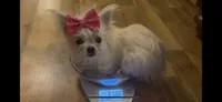 Foxy, a female Chihuahua and Yorkshire Terrier for sale in Smithfield, NC – 1 of 5