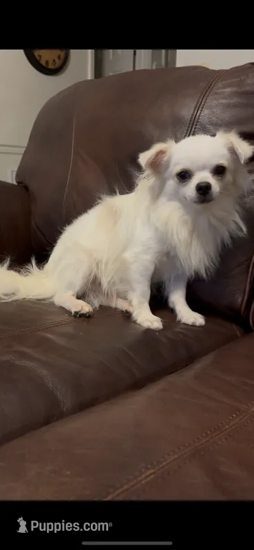 Andy – Chihuahua puppy for sale in Smithfield, NC