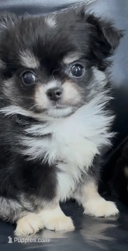 Chip – Chihuahua puppy for sale in Smithfield, NC