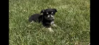 Toto, a male Chihuahua for sale in Smithfield, NC – 5 of 5